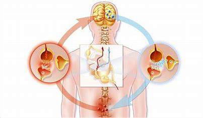 Nervogen Pro Simple Ways to Support a Neuropathy-Free Life